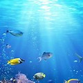 Fish Ocean iPhone Wallpaper