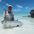 Fly Fishing Cat Island Bahamas
