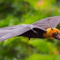 Flying Fox with Wings Opened