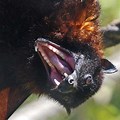 Flying Foxes Scary Showing Teeth