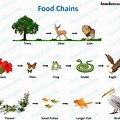 Food Chain Grade 3