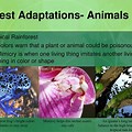 Forest Biome Animal Adaptations
