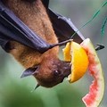 Fruit Eating Flying Fox Bat