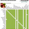 Fuji Apple Pollination Chart