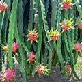 Fully Grown Dragon Fruit Plant