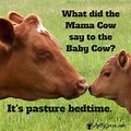 Funny Baby Cow Meme