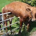 Funny Cow Stuck