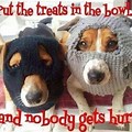 Funny Dog Treat Quotes