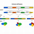 Gene Structure Exon-Intron