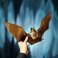 Giant Taxidermy Bat