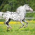 Gray Appaloosa Horse Running