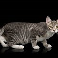 Grey Mackerel Tabby Cat