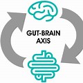 Gut-Brain Axis Health Icon