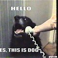 Hello Yes This Is Dog Meme