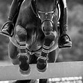 Horse Jumping Black and White Wallpaper 4K
