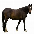 Horse On Solid Background
