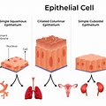 Human Epithelial Cells Type 2 Equivalent
