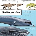Humpback Whale Evolution Meme