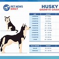 Husky Dog 8 Years Poster
