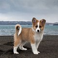 Icelandic Sheepdog Puppy