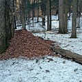 Image of Red Squirrel Midden