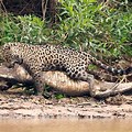 Jaguar Eat Caiman