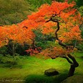 Japanese Maple Tree Garden Design
