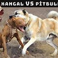 Kangal vs Real Dog Fight