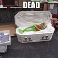 Kermit Dead Coffin Meme