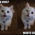 Kid-Friendly Memes Cat