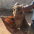 Largest Hammerhead Bat