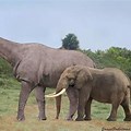 Largest Land Mammal That Ever Lived