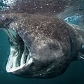 Largest World Biggest Fish