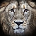 Lion Ultra HD Wallpaper 1080P