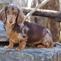 Long Haired Dachshund Adult