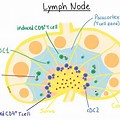 Lymph Node T-cell Zone