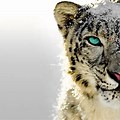 Mac OS X Snow Leopard Wallpaper