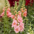 Madame Butterfly Snapdragon Seeds