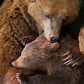 Mama and Baby Bear Love