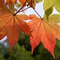 Maple Tree Leaf