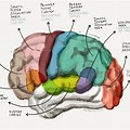 Memory Brain Region