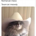 Meowdy Cat Meme