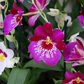 Miltoniopsis Orchid Plants for Sale