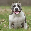 Mini Pitbull Images at SPCA