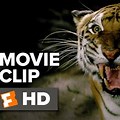 Movie World Tiger