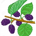 Mulberry Bush Clip Art