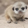 National Geographic Animals Baby Pictures