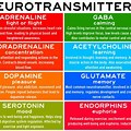 Neurotransmitter Types and the Site of Synthesis