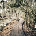New Orleans Louisiana Swamp