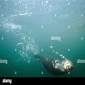 Otter Underwater Kelp